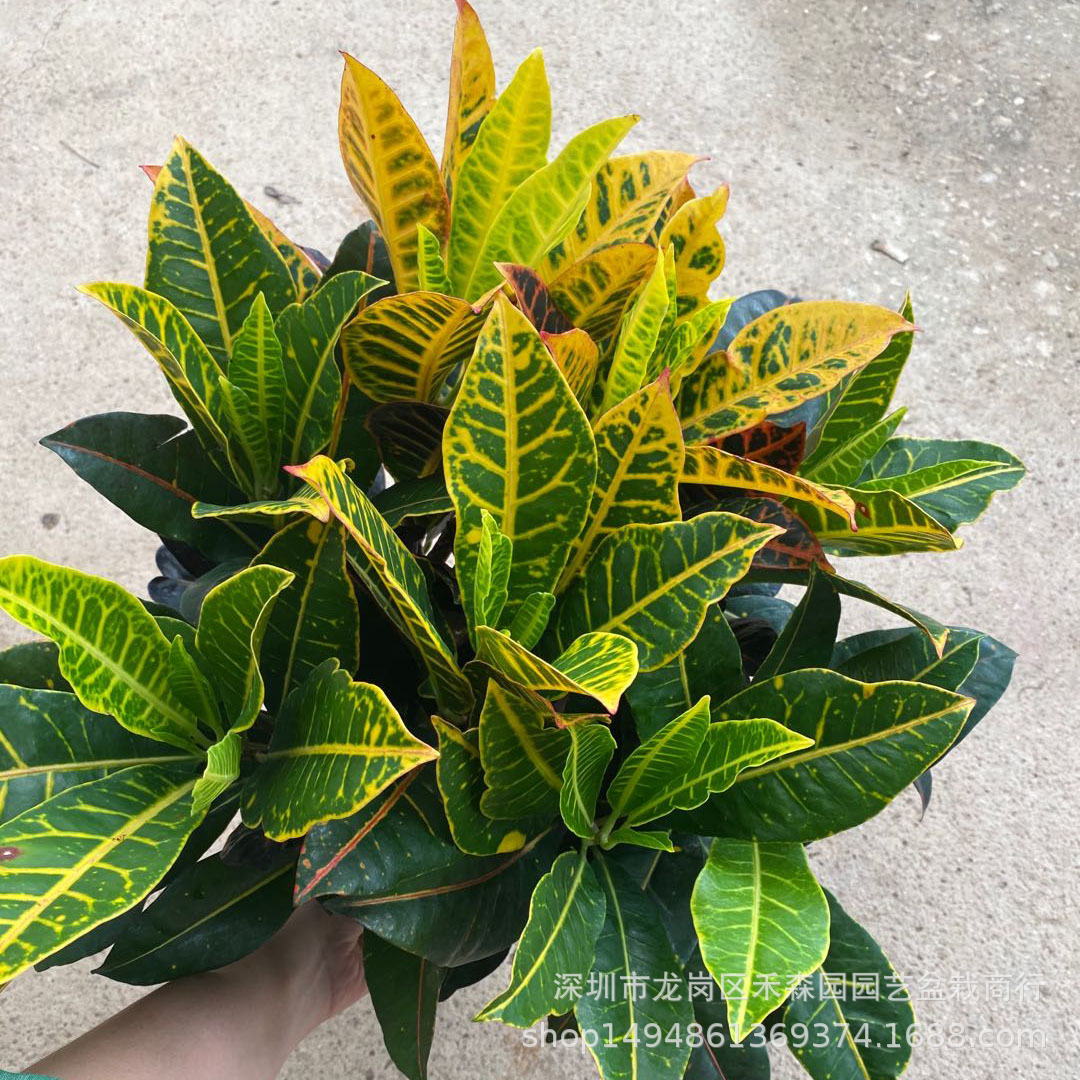 变叶木盆栽七彩木室内办公室绿植绿化苗木黄金叶植物彩叶木花卉木