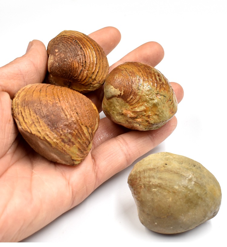 蛤蜊海蚬化石贝壳化石双壳动物河蚌化石地质科普教学标本摆件