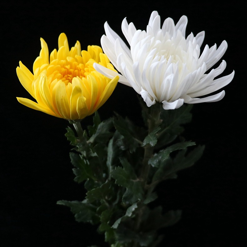 【大黄白菊】云南昆明鲜切花基地直发批发清明节祭祀大黄菊白菊花