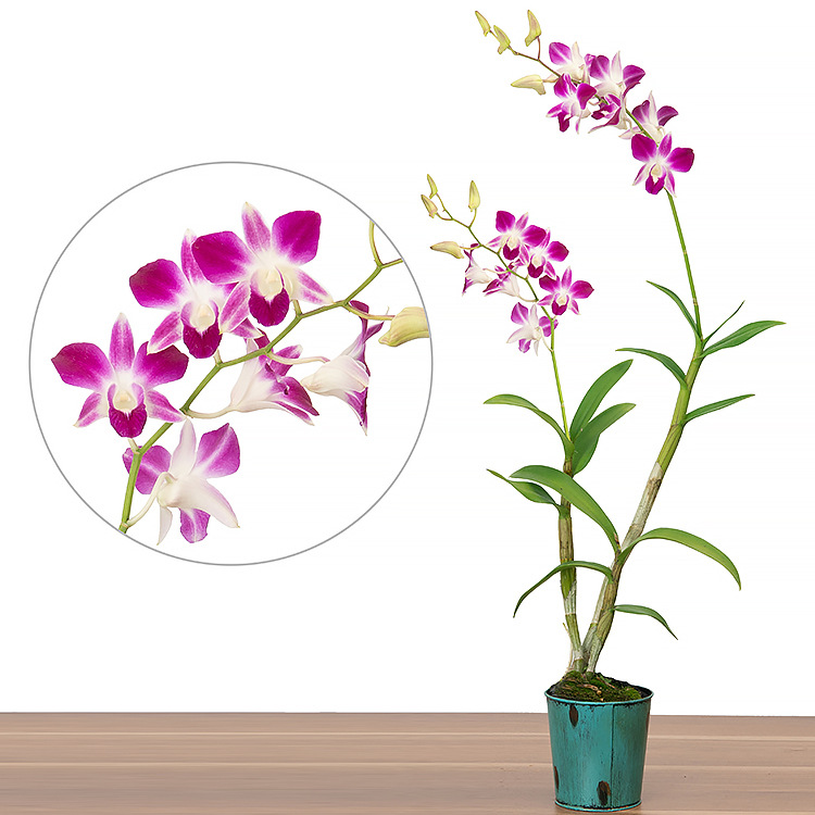 迦南兰业热带兰三亚阳光兰花石斛兰热带植物绿植植物盆栽开花