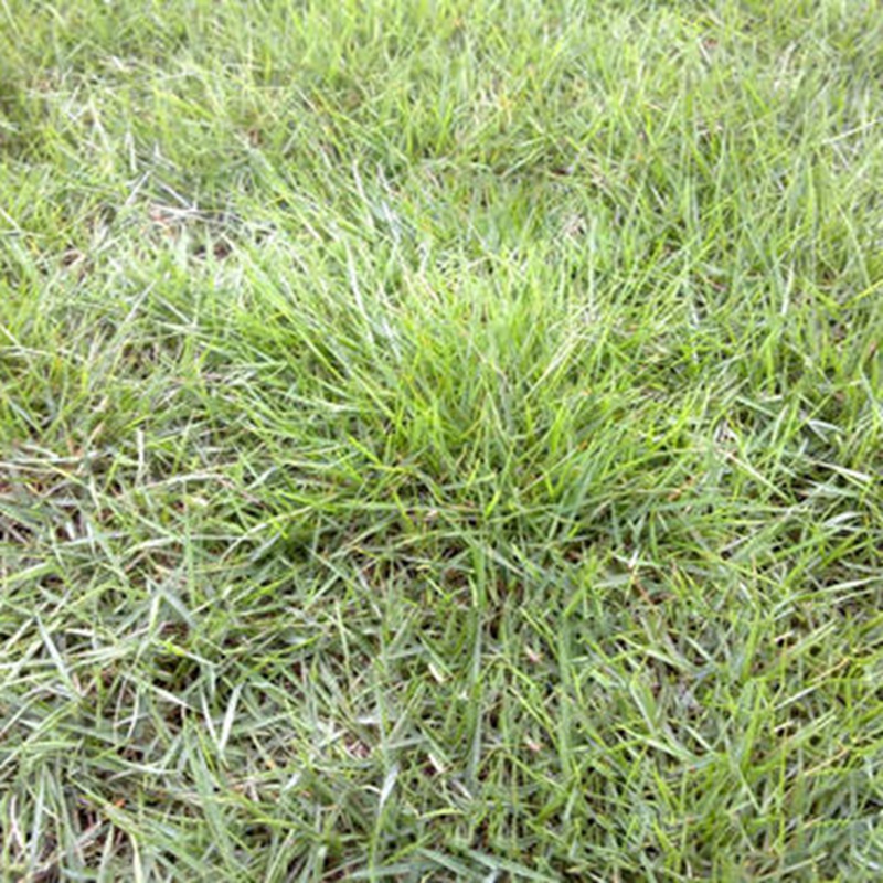 匍匐型剪股颖种子 草坪草种字庭院绿化草籽剪股颖匍匐种子