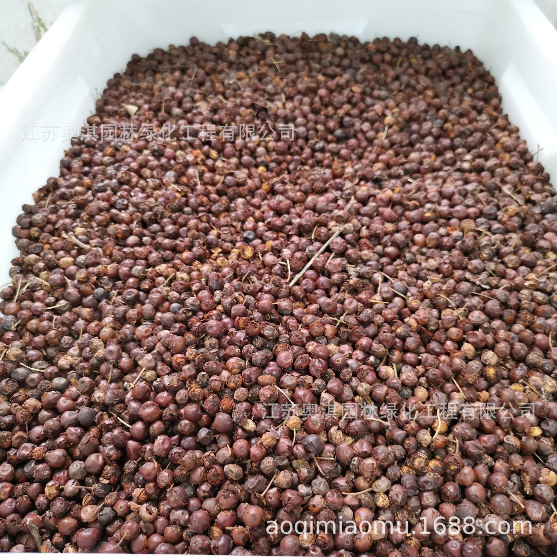 构骨种子无刺枸骨鸟不宿猫儿刺种子枸骨冬青种子量大优惠货到付款