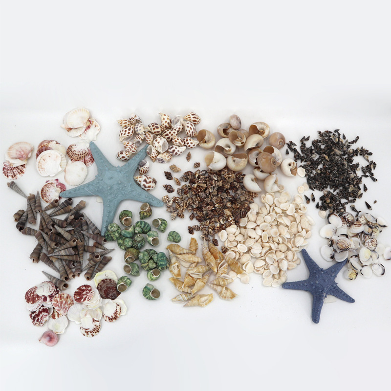 地中海天然海螺贝壳配件鱼缸水族箱景观地摊摆件儿童计数批发