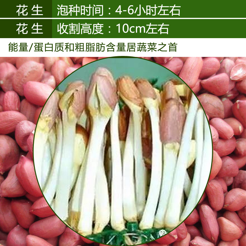 花生芽种子花育十六号花育9616鲁芽苗菜花生种子-阿里巴巴