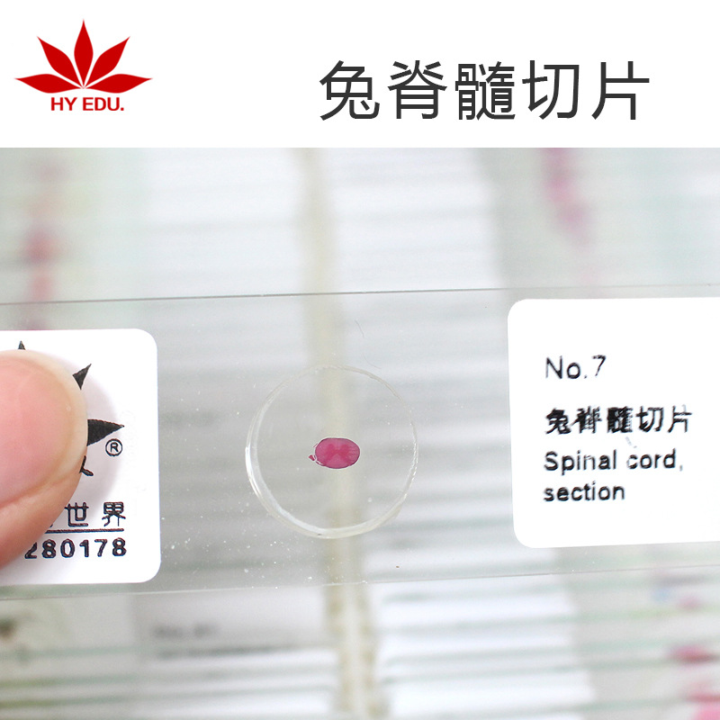 兔脊髓生物切片动物组织细胞切片教学用织组织切片
