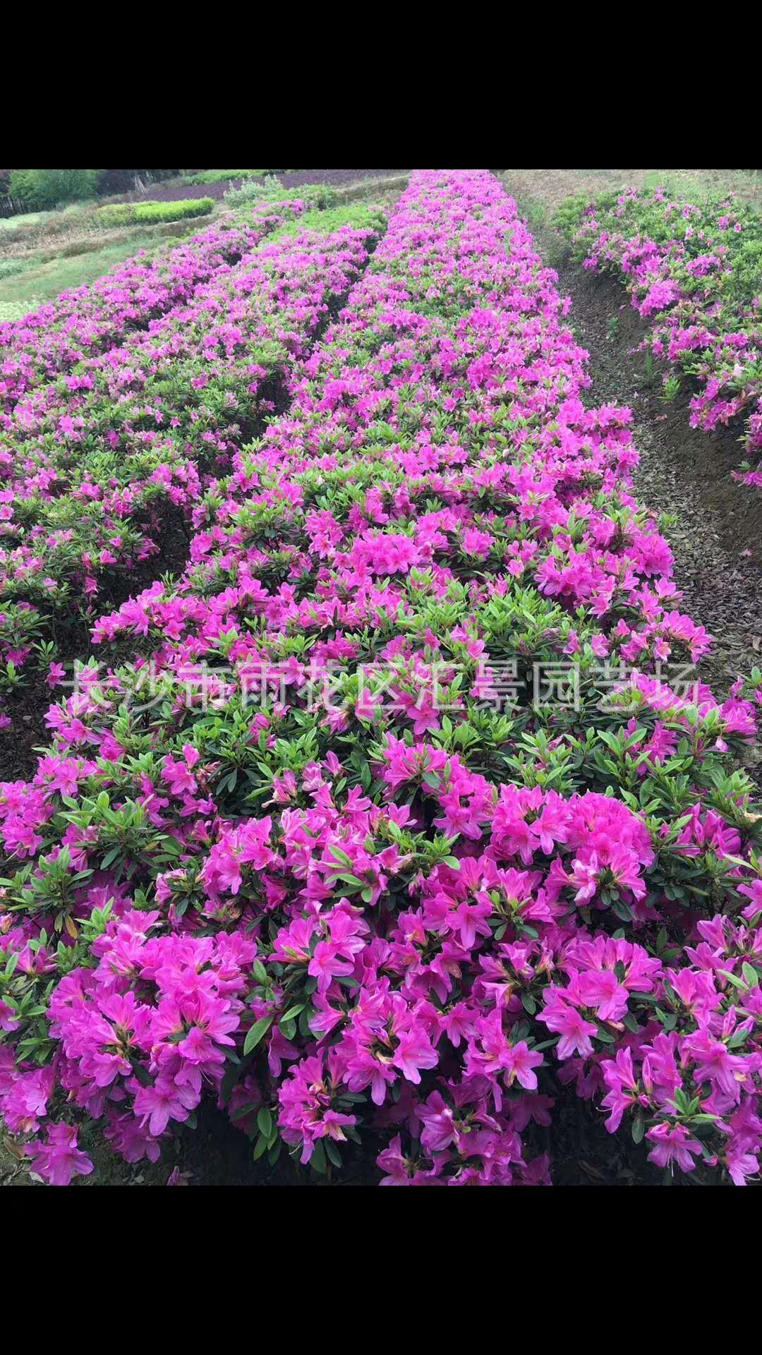 汇景园艺花期1-2(月)花色色系紫色系主要观赏部位观花园林用途盆栽