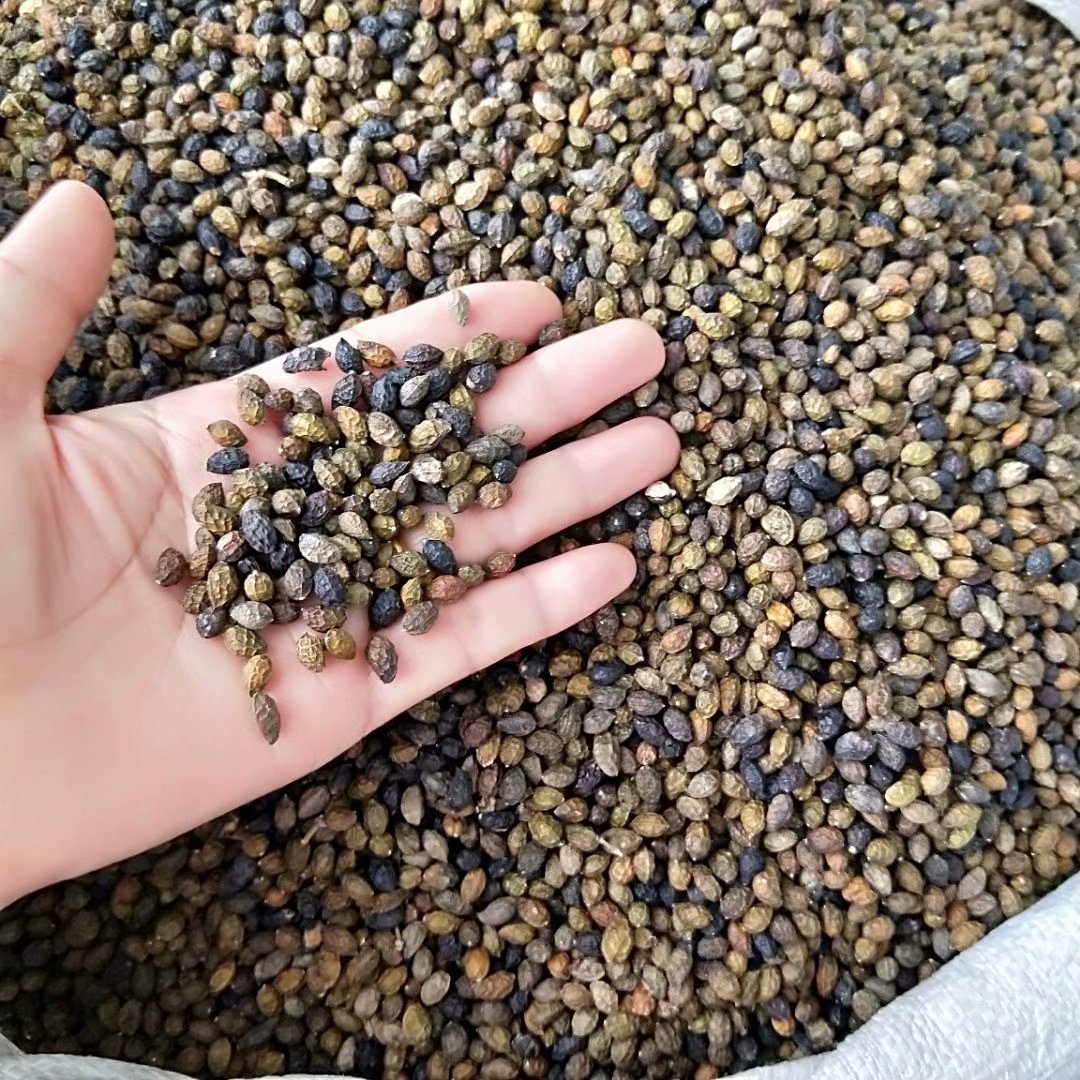 中药材鸦胆子 老鸦胆 每件500克