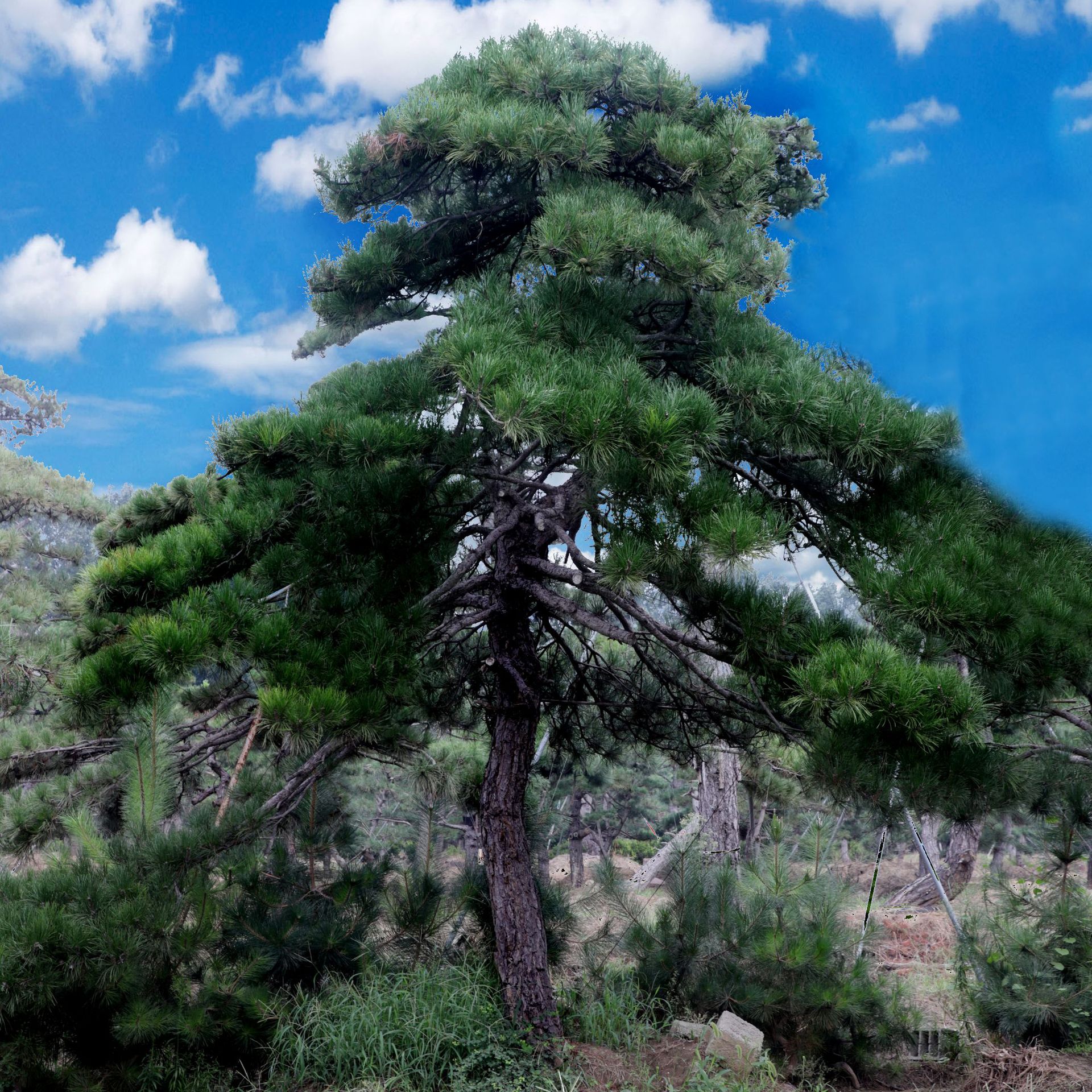 山东泰山景松 黑松 白皮松 造型景松 迎客松 规格多样量大