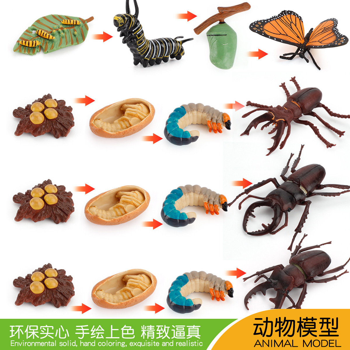 儿童科教认知昆虫成长周期模型蝴蝶鹿角虫创意生命进化益智摆件