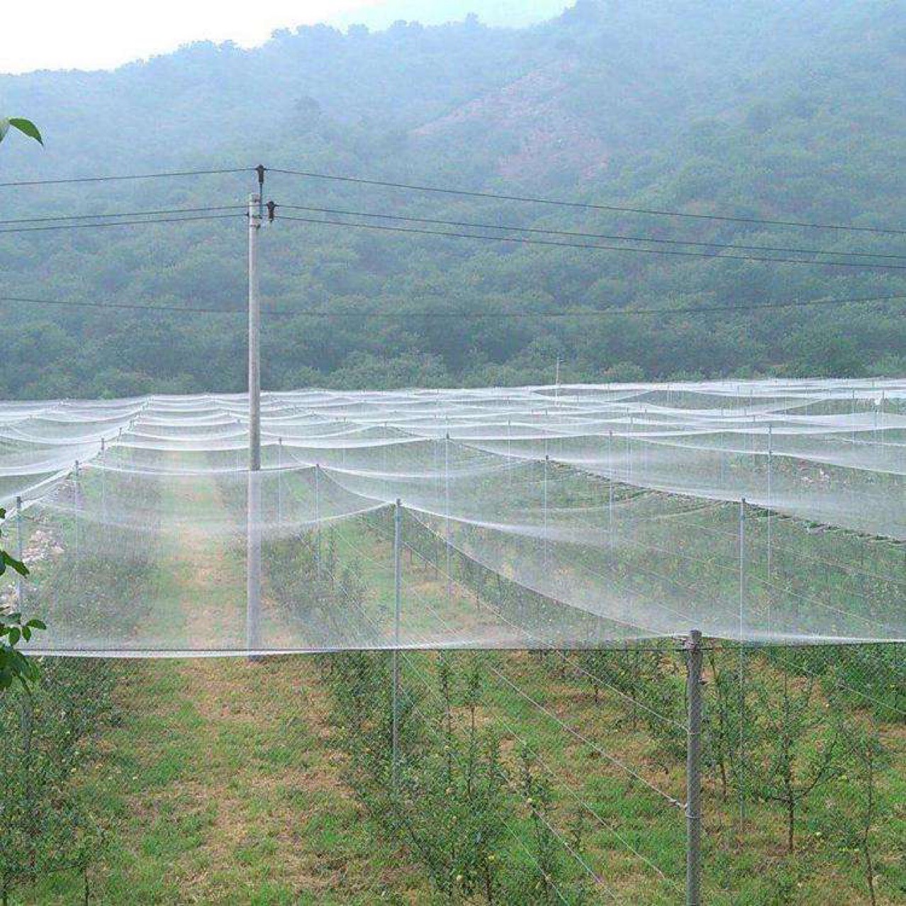 防鸟网,果树农林防护网,大棚网,葡萄网防鸟吃