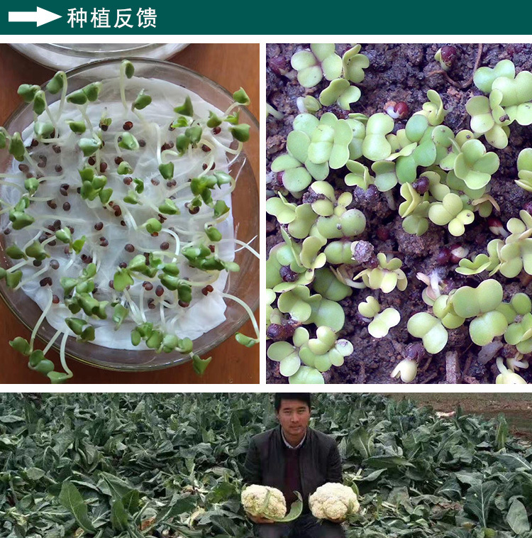 豫艺珍玉50菜花种子 农田菜园花椰菜蔬菜籽早熟菜紧实白菜花种子