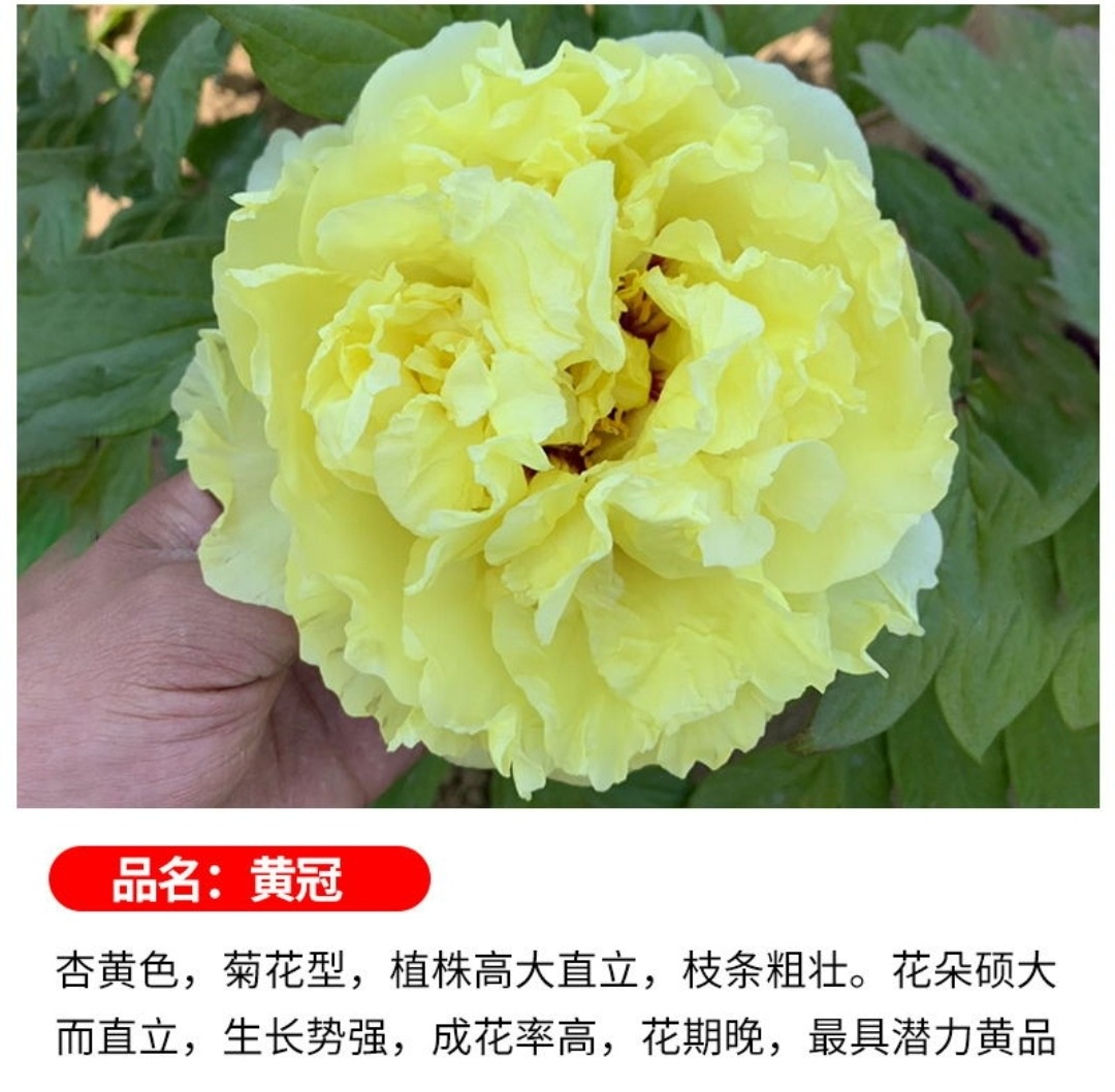 花王牡丹的植株特征图片