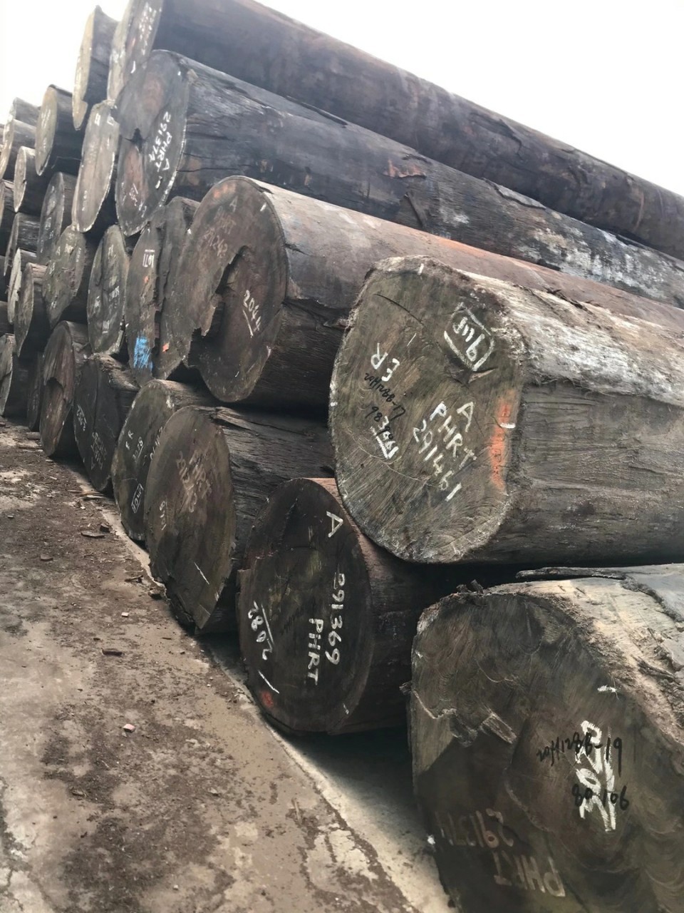 精品 紫罗兰木 紫心木原木板材 茶桌材 家具材 高档装修材 雕刻材