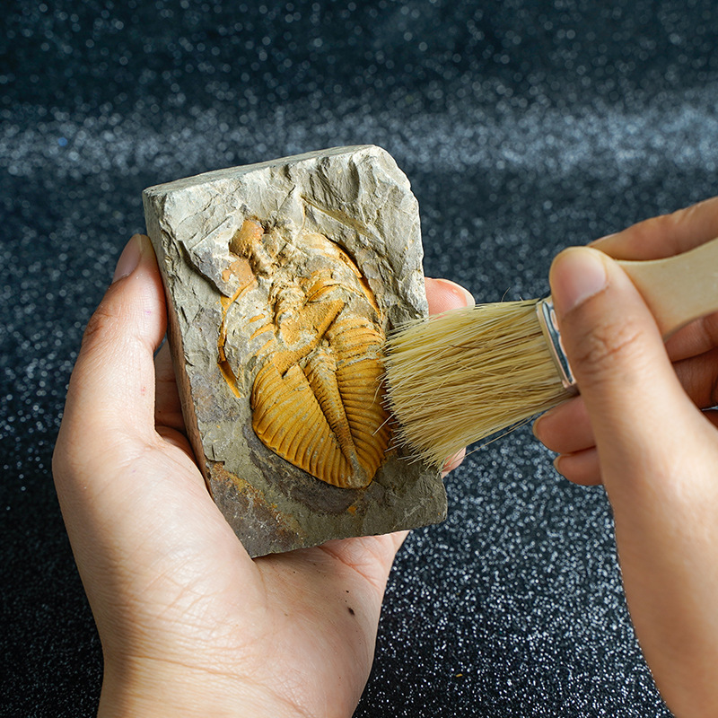 三叶虫古生物化石科普教具标本天然矿石家居饰品摆件儿童生日礼物
