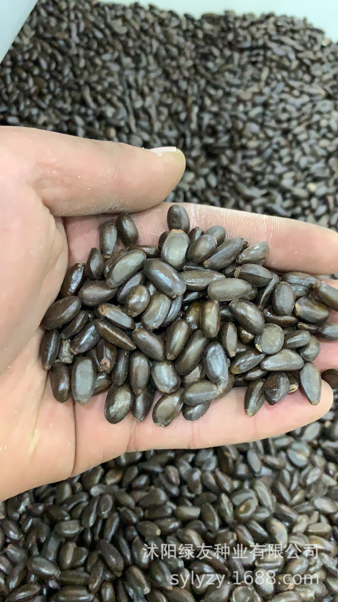 果树种子 释迦果种子 释迦果