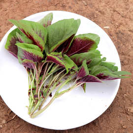 红苋菜紫苏种子花红苋菜绿苋菜全红苋菜全紫紫苏双色紫苏蔬菜种子