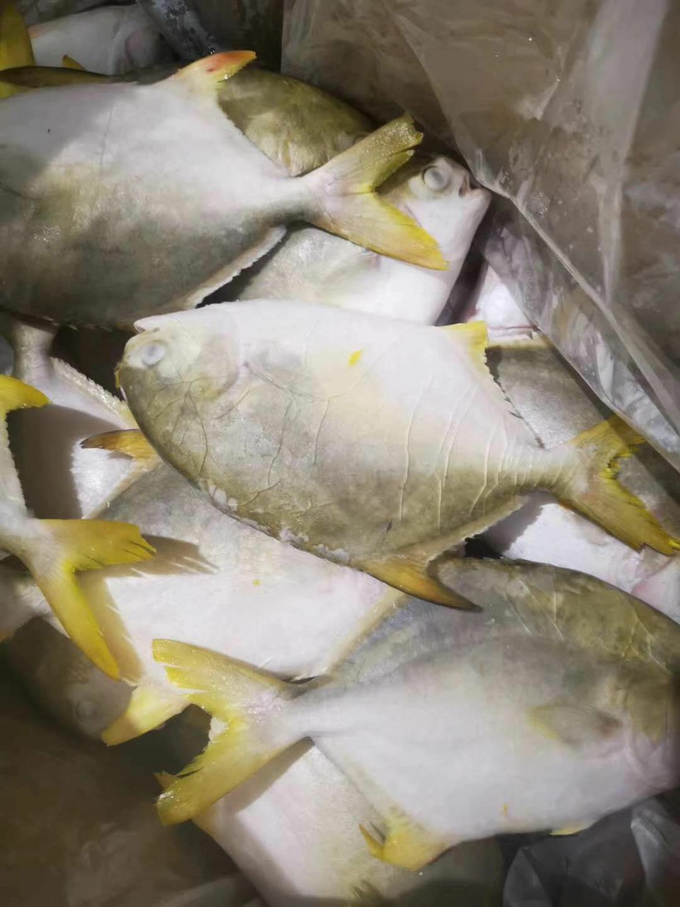 冷冻海鲜精选金鲳鱼大小金鲳鱼 比你想的更新鲜 酒店