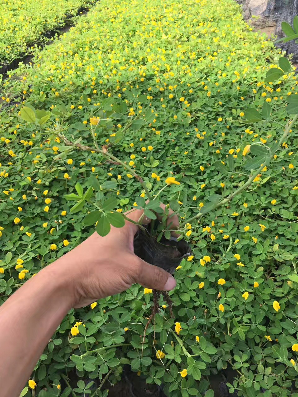 206基地批发 遍地黄金 蔓花生 花生藤 假花生 袋苗营养钵 地被