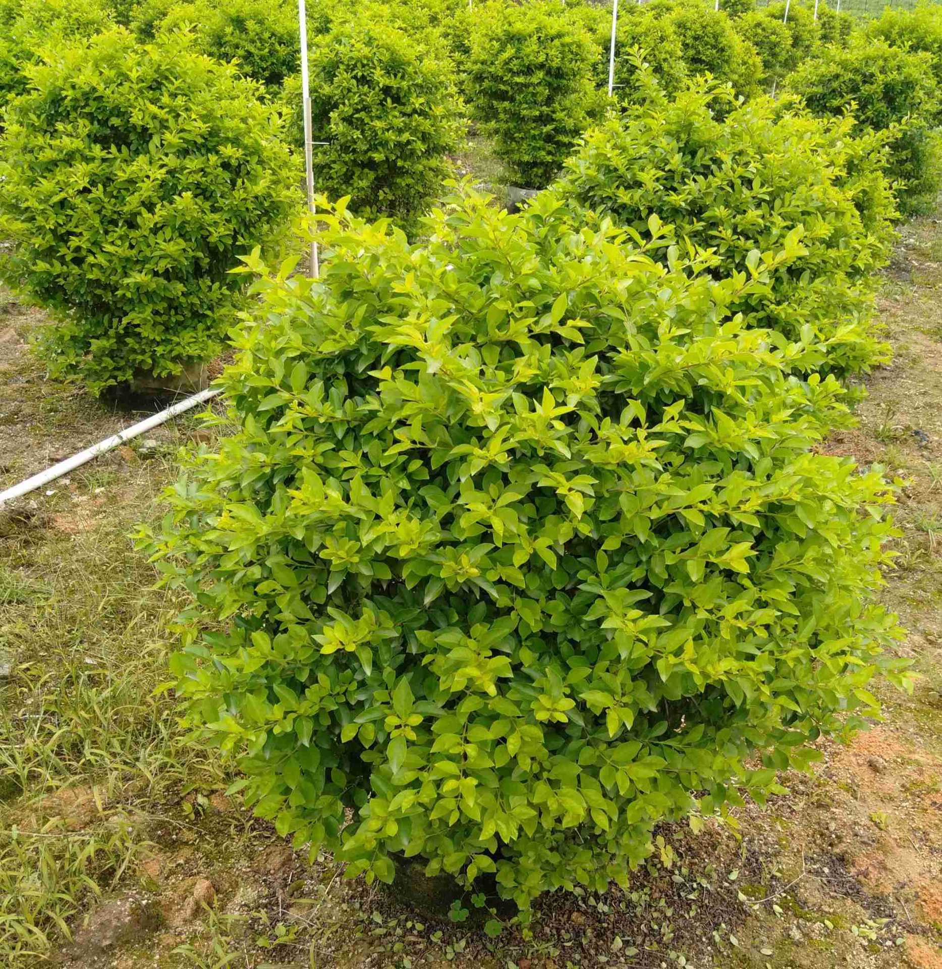 供应黄金叶黄连翘球型(100cmx100cm)