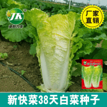 四季播种快菜38大白菜种子早熟易种黄心快菜秋季蔬菜种子批发菜籽