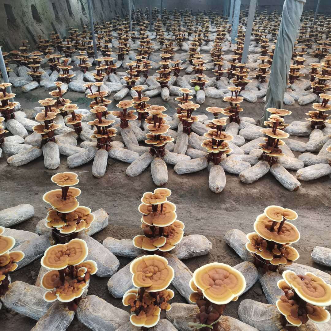 灵芝活体嫁接盆景 盆栽 产地批发 自种自销 量大价格实惠