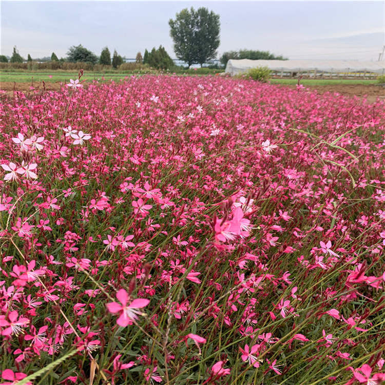 山桃草种植基地 红花山桃草鑫联自种自销 观赏花卉粉花山桃草
