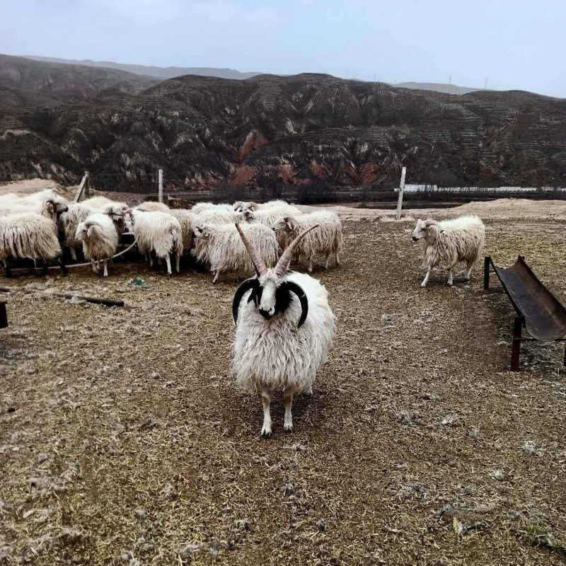 产地销售旅游照相四角羊 动物园观赏动物多角羊 现货销售