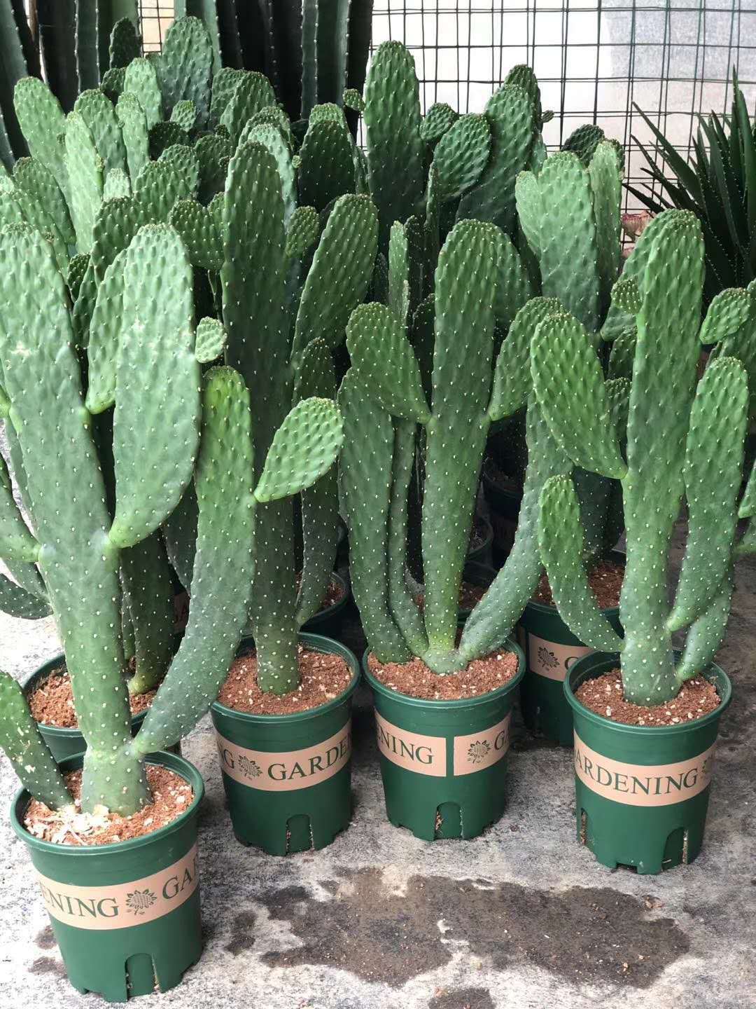 【基地直供】 家居室内植物花卉盆栽 仙人掌植物盆栽 中华掌