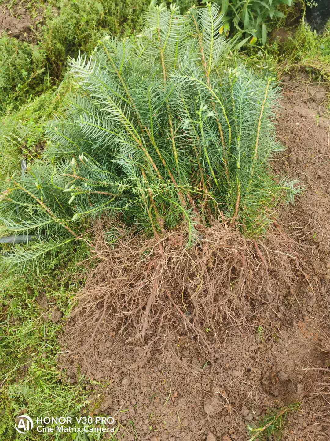 【自产自销】杉树苗 良种杉木苗 优质杉木苗 三代杉木苗 杉木杯苗
