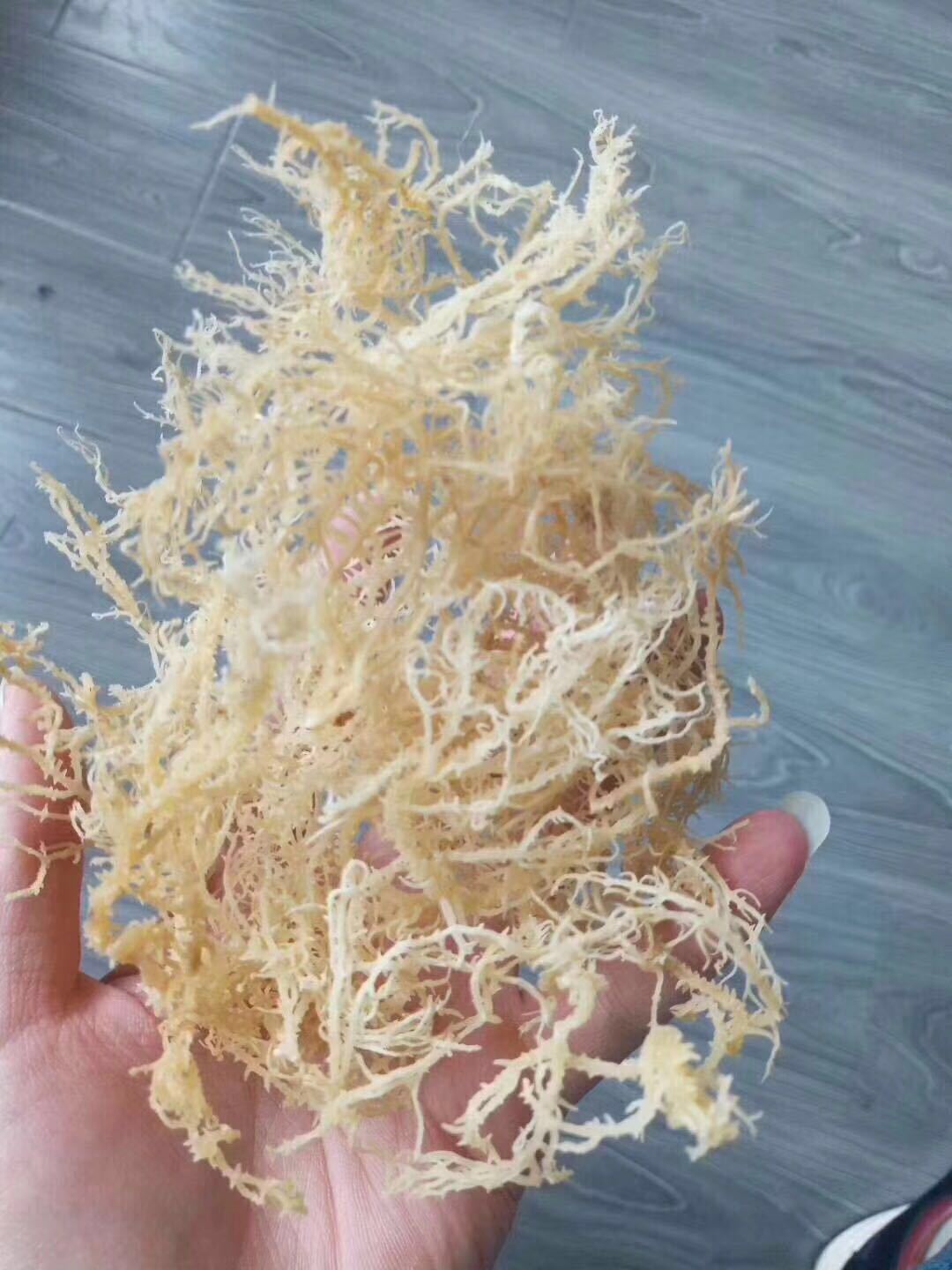 海石花 龙须菜 石花菜 鹿角菜 凉拌爽口跑江湖地摊展销会厂家批发