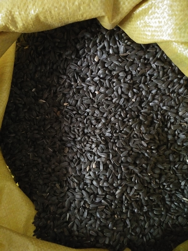 优质鹦鹉粮/a级葵花籽/小油葵/黑瓜子/黑珍珠小瓜子500克虎皮玄凤