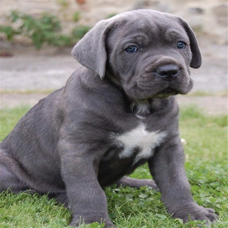 出售精品卡斯罗犬活体幼犬纯种双血统宠物犬大型护卫犬纯种定金价