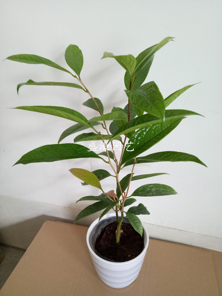 防城凹脉毛瓣黄遵四季黄抱茎金花茶树苗名贵稀有盆栽黄色花卉