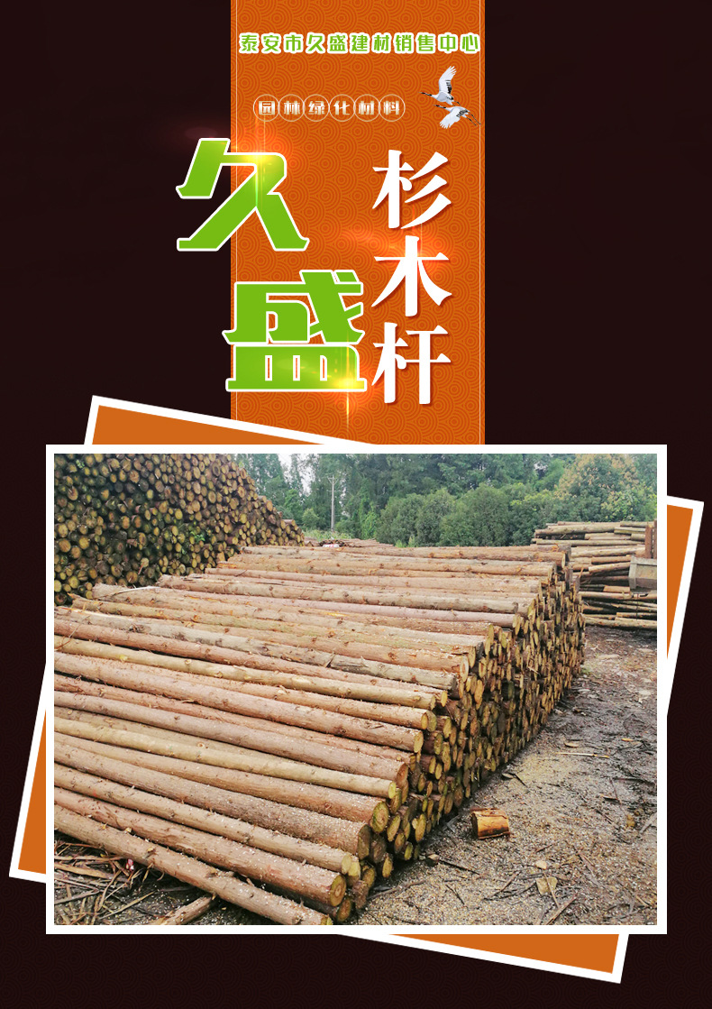 山东济宁市长期批发6米杉木杆绿化杆 林场直销1至8米多种规格杉木
