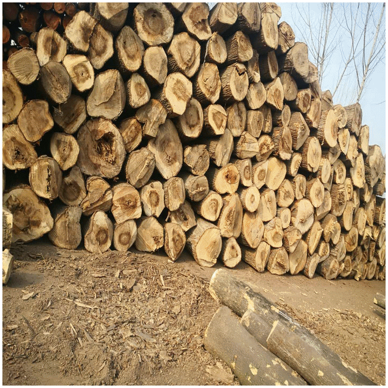 厂家推荐白杨木 杨木拼板烘干板材 防腐白杨木烘干板材 量大从优