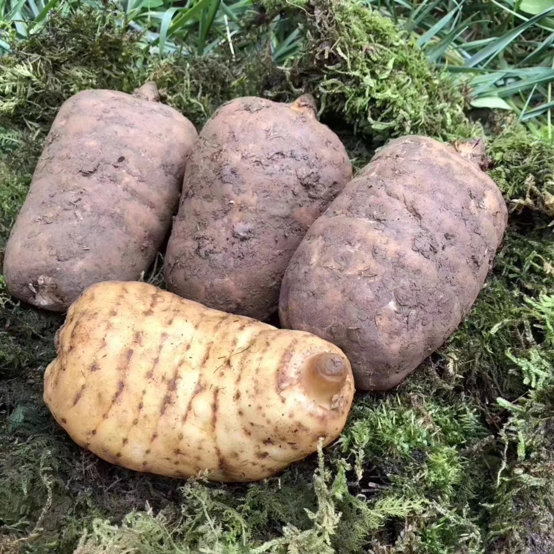 500g装昭通新鲜天麻鲜货现挖现货云南小草坝新鲜带土天麻新鲜天麻