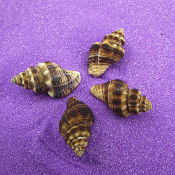 红螺 天然海螺贝壳 园艺水族装饰摆件收藏 菲氏旋螺织纹螺