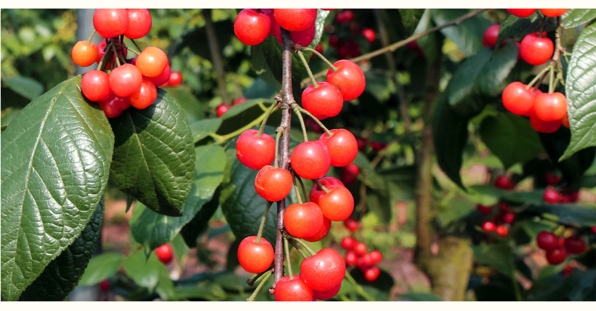 南早红樱桃树4月初成熟南方樱桃树红妃樱桃南方嫁接1年大樱桃果树