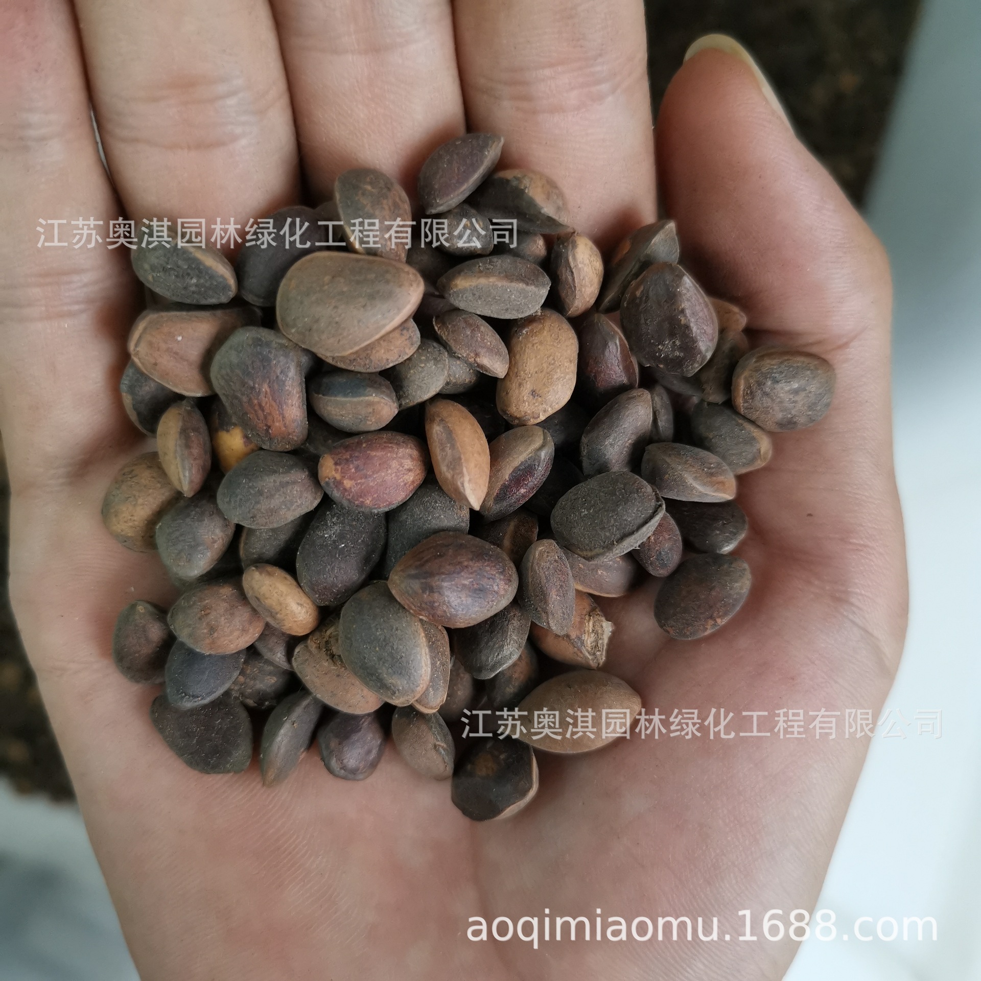 松树种子 新采华山松种子 华山松种子 别名五须松种子 货到付款