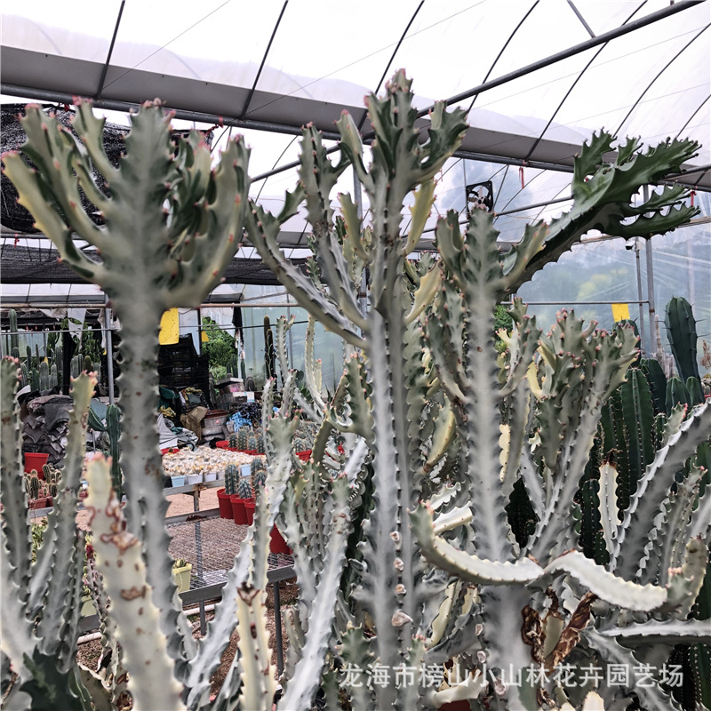 白色仙人掌 大戟科属多肉植物白龙骨 ins风格福建漳州绿植批发