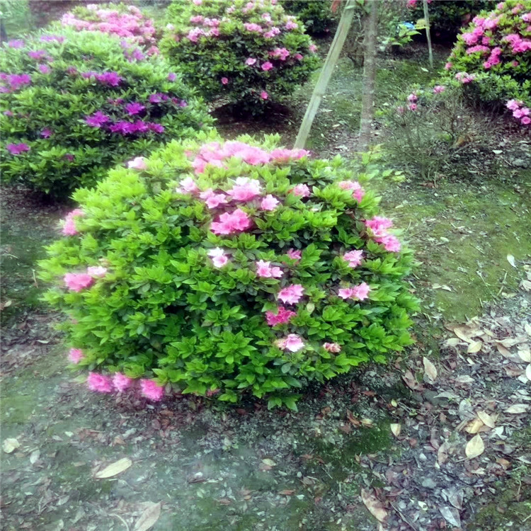 大叶栀子花球-大叶栀子花球厂家,品牌,图片,热帖-阿里巴巴