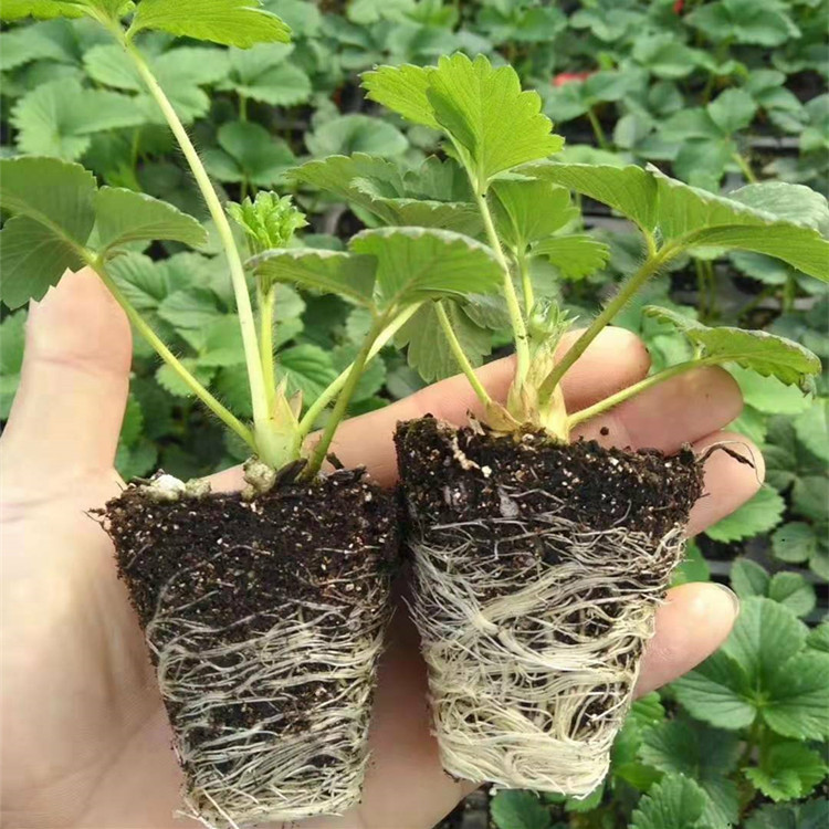 隋珠草莓苗基地 妙香奶油草莓穴盘苗价格 红颜章姬法兰地草莓苗