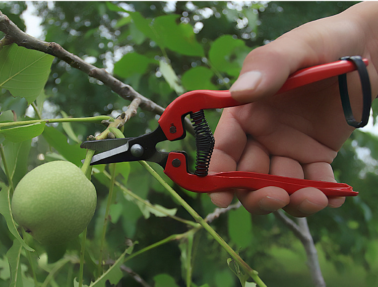 批发疏果剪果枝剪园林修枝园艺剪 农用摘果剪 果子剪 葡萄稀果剪
