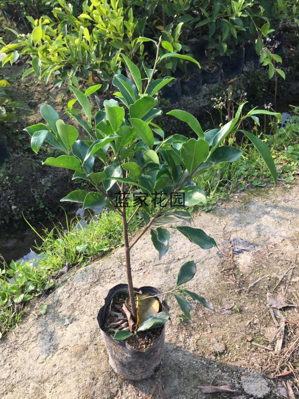 小叶榕苗 细叶榕苗 小叶榕树 庭院绿化树苗 四季可种 生命力强