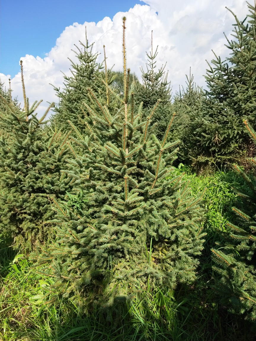 5米～5米青海云杉红皮云杉云杉青仟白仟坟地栽植长青树