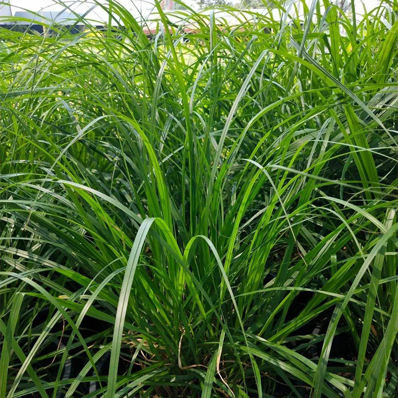 青绿苔草基地直供 宿根草花青绿苔草品质上乘 鑫联园艺常绿观赏草