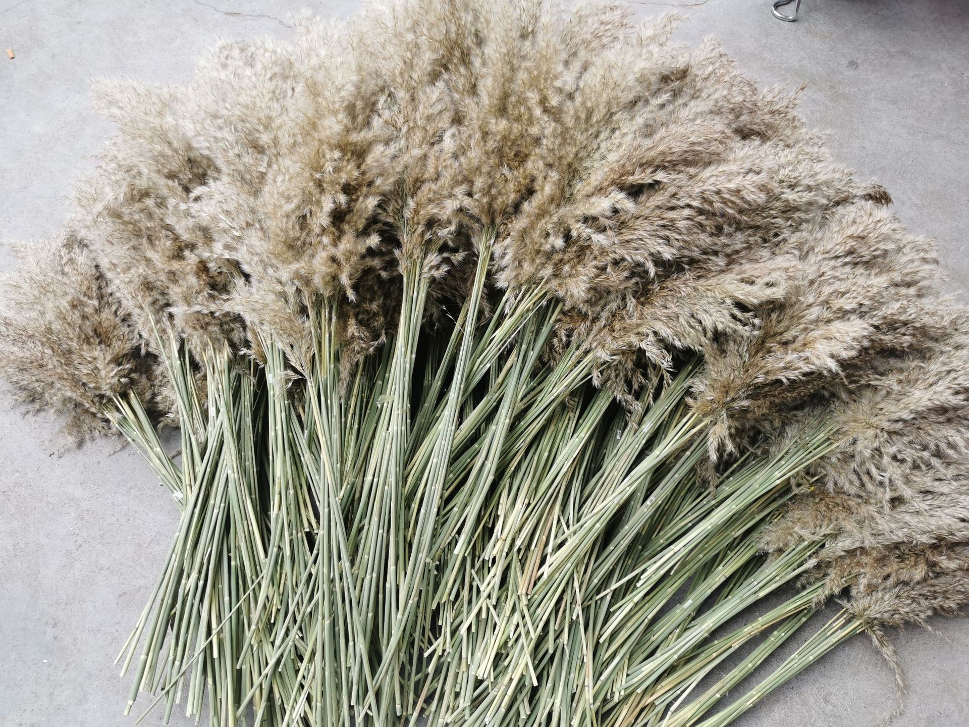天然芦苇干花永生花束橱窗摆件婚庆装饰拂尘花芦柴自然风干芦苇