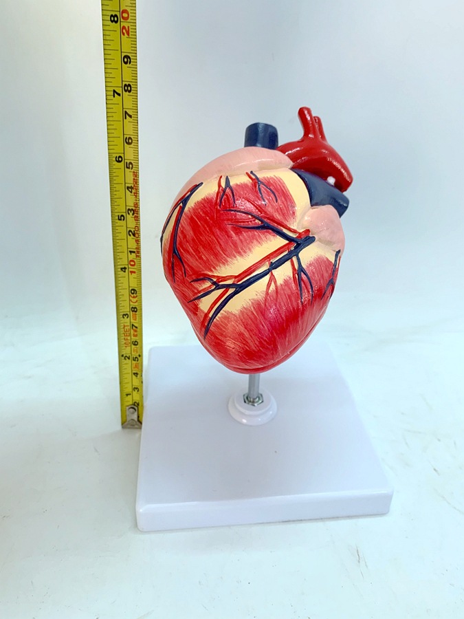 健康狗心脏 狗心脏解剖 犬心脏解剖构造 犬内脏 狗内脏狗骨架模型