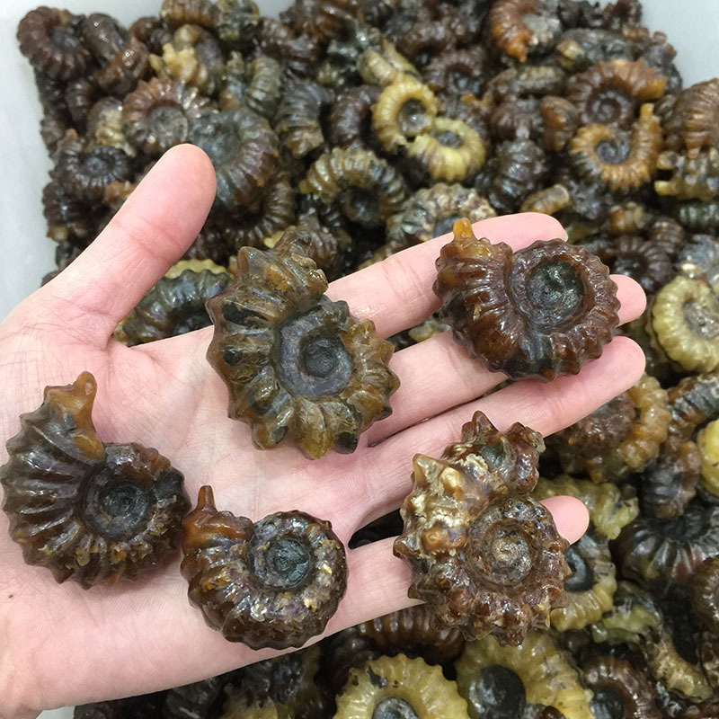 马达加斯加天然海螺化石 羊角螺 玉化螺手把摆件