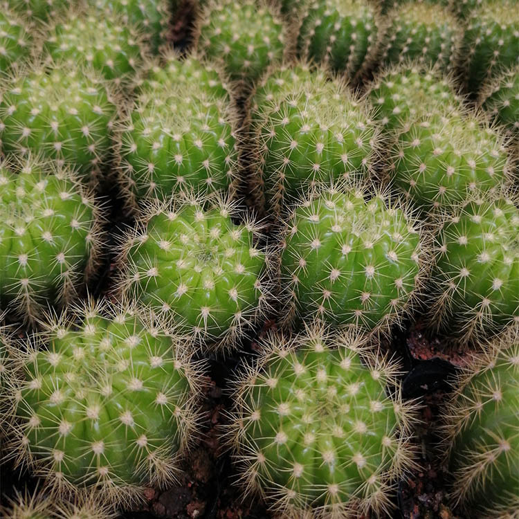 多肉植物批发约4-6cm 自根金盛丸 裸根 园艺仙人球花卉盆栽绿植